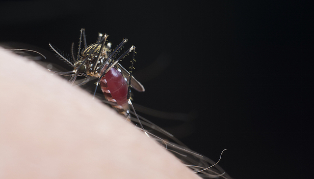 【天下奇闻】蚊子能记住想拍死它的人 意大利200栋空房9元大甩卖