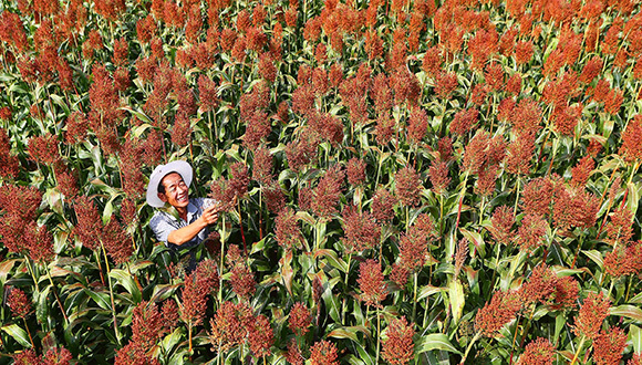 商务部：对原产于美国的进口高粱进行反倾销立案调查