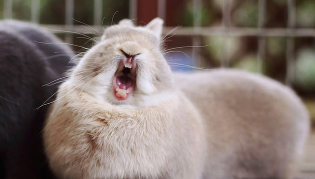 兔兔其实很疯狂