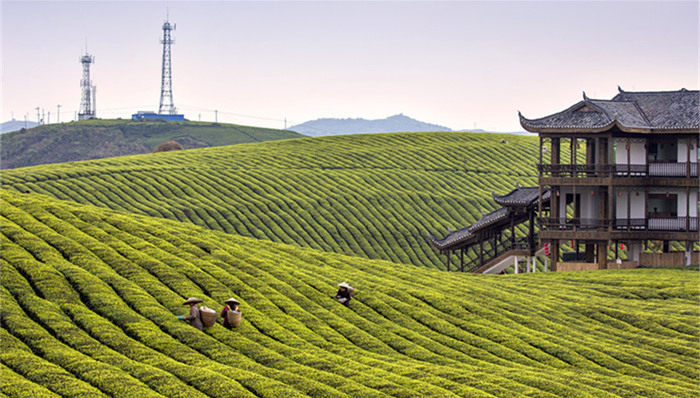 中央一号文件,振兴战略,兰市,金三角,三步走,iframe,专业合作社,朱家林村,宋雨,html