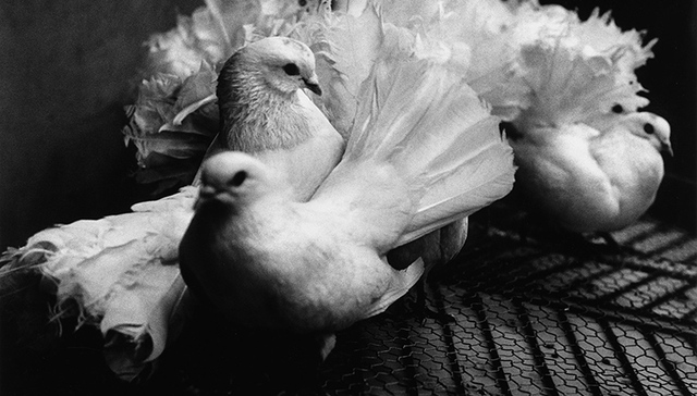 动物的秘密指向人类