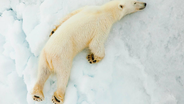 残酷北极物语：被刺探，被想象与被伤害的遥远之地