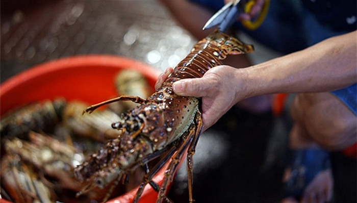 三亚旅游,海鲜餐厅,云南野象,扫黑除恶,黄赌毒,群众举报,电信诈骗,农民工工资