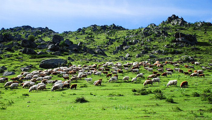 农业部,草原资源,开垦草原