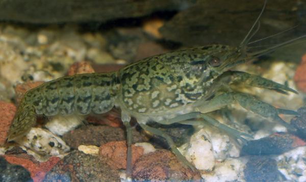 变异小龙虾称霸欧洲水域，别惦记了吃不完的