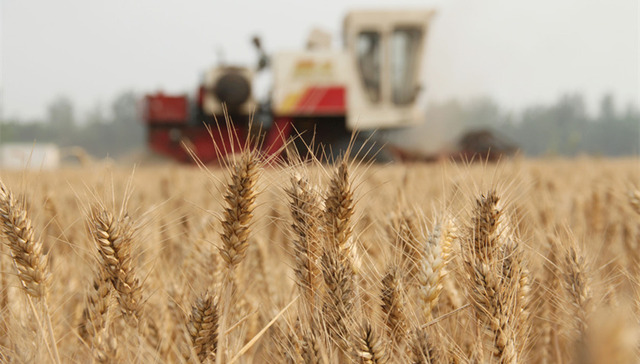 中储粮河南分公司小麦变质案最新进展：10人被立案侦查