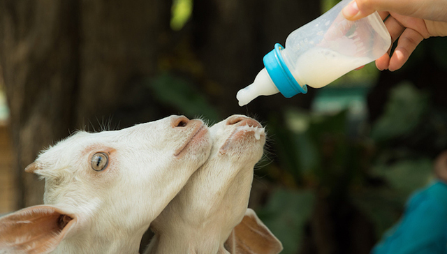 羊奶粉,雅士利,飞鹤,圣元,澳优