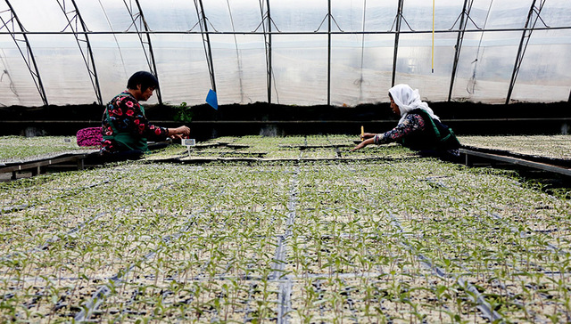 卷帘机,物流园,致富经,光明日报,采摘,防虫网,农产品,新型蔬菜,身份证,标配