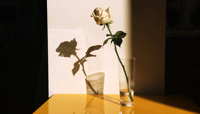 玫瑰与爱情：献给每一个你的现代情书