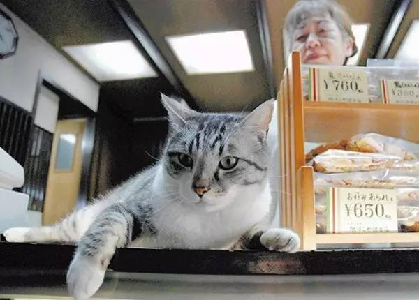 “助养猫咪”成诈捐噱头 “云吸猫”背后的黑暗生意