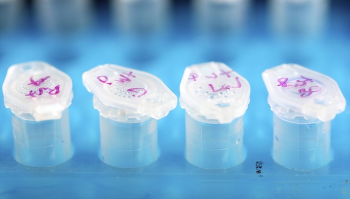 农业部,转基因,生物安全