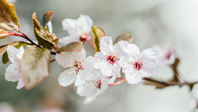 狗年,农历,立春