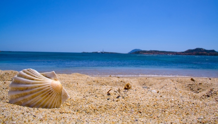 獐子岛,虾夷扇贝,躺枪,生物习性,大马哈鱼,底播,上市公司,证券时报,绝收,计提