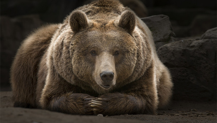 宰杀,野生动物,国家林业局,调查情况