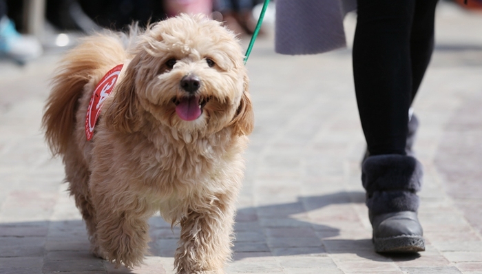 公鸡,马来西亚,旺旺,狗叫,广告