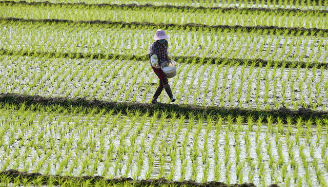 农业部,,轮作休耕,种植面积