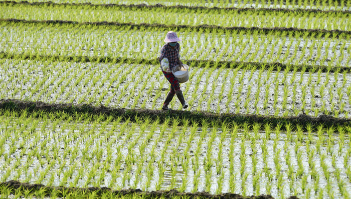 农业部,,轮作休耕,种植面积