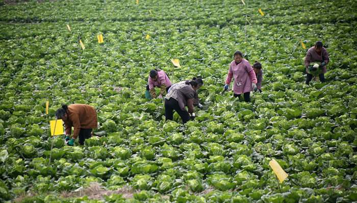 基本农田,国土部,土地改革