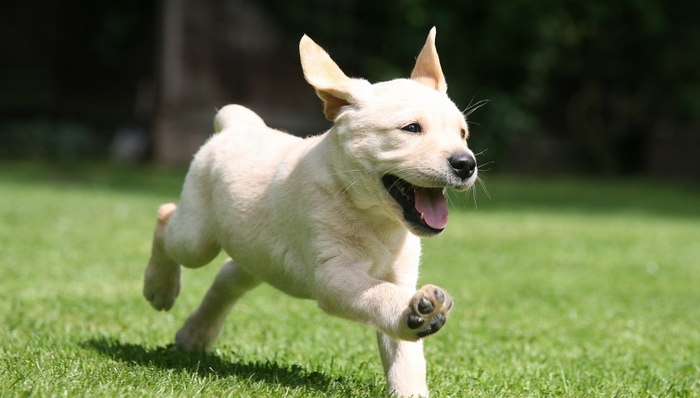 狗年,节庆仪式,狗食,巴塞罗那队,文化领域,球员,红包,城市核心区,庙会,鸡年
