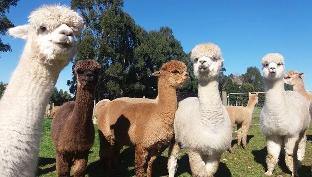 新西兰再升级的签证政策 能让你全家组团网申5年签去看霍比特人