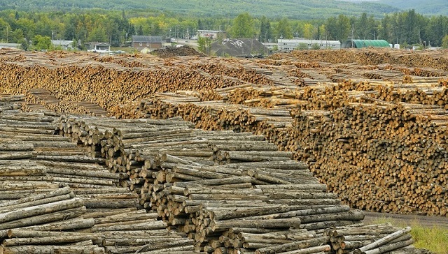 加拿大林业投资商机：中企应该注意哪些细节？
