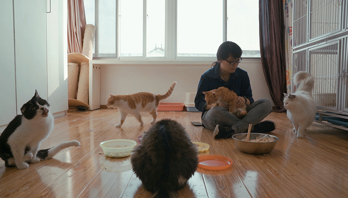 宠物寄养,猫咪,铲屎官,上门喂养,2018春节,北京