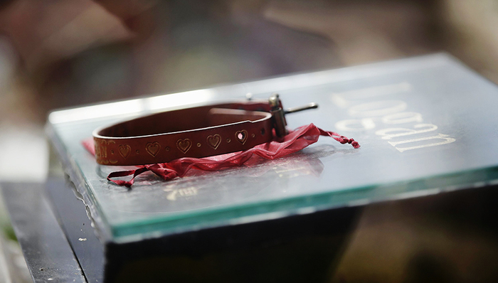 【特写】一只猫死后的2个小时和为它安葬的人