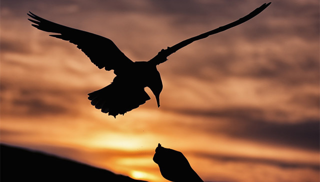 洱海,海鸥,南京大屠杀,老旧住宅,公积金贷款,大熊猫成就