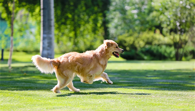济南养狗,机动车修理,南京大屠杀,养老院,大熊猫成就,政治生态,高速公路