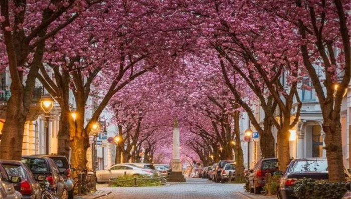 十大热门旅行地，却有超小众的赏花胜地