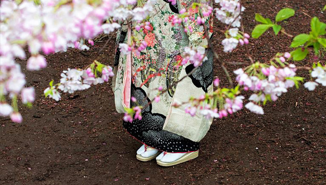 从白昼到深夜 在日本的樱花树下迎接春天