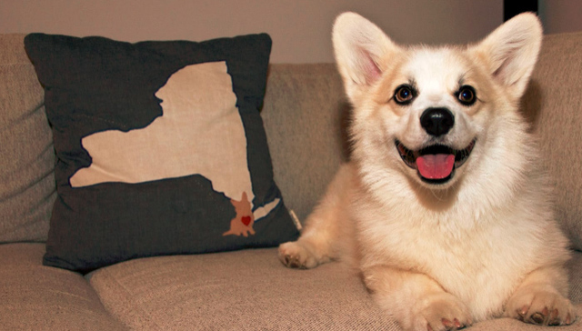 “网红狗”是如何诞生的