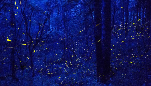 穿过玉米农田、冷杉森林，闯入墨西哥萤火虫小镇