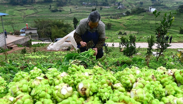 涪陵榨菜,收购,并购
