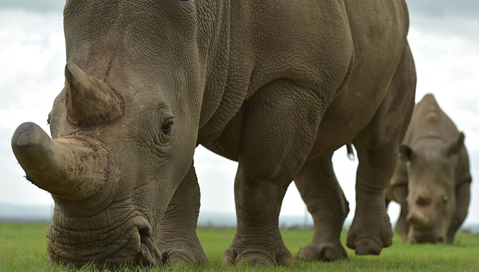 天下故事,非洲社会