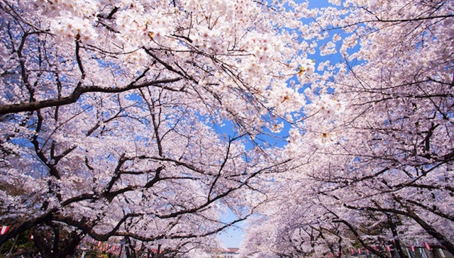 草木荣枯：樱花如何取代了菊花、桐纹成为日本象征？