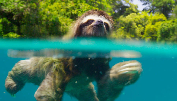 如果说地球还有一个次元，那一定是在BBC自然纪录片里