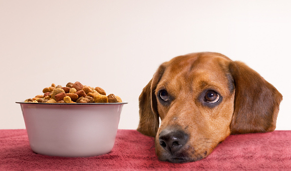 【特写】汪星人与喵星人的“消费升级”