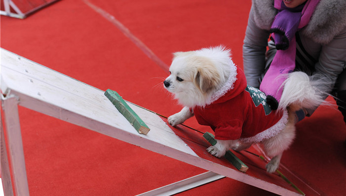 “白篷展”五一亮相上海 这一次上场比赛的是运动犬
