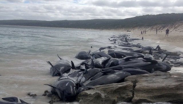 澳大利亚,鲸搁浅