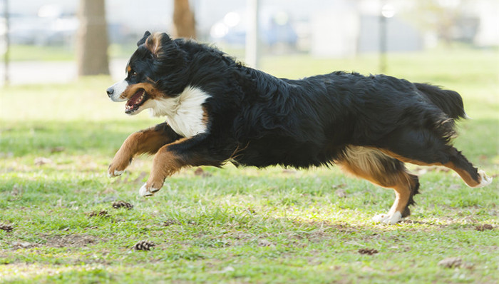 养犬,管理规定,文明养犬,狗