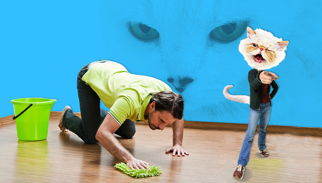 猫奴的诞生：猫是如何成功驯化人类并统治世界的？