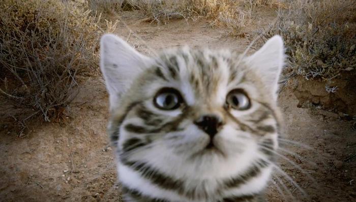 加强与BBC合作之余 腾讯视频也试图打造自己的纪录片品牌