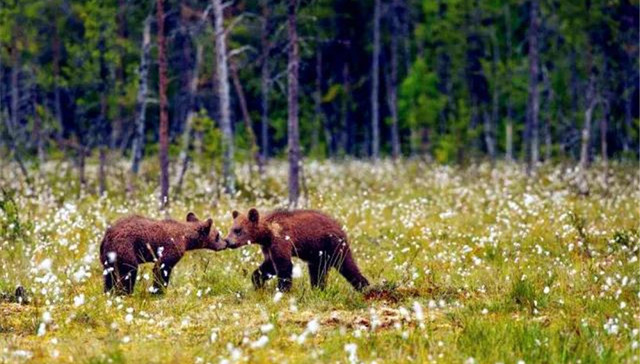 步步惊心！7条森林步道惊艳了今年春光