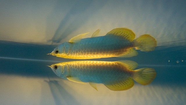 你会为爱宠做什么？新加坡“吸鱼”土豪给鱼做眼部除脂