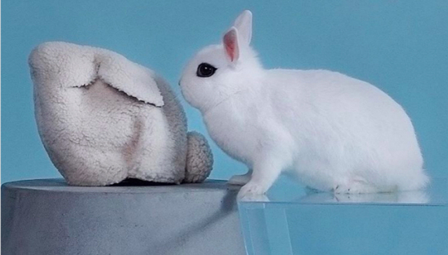 【是日美好事物】Loewe有只“真”兔子以及Fendi赌下件爆款得印上椰林沙滩