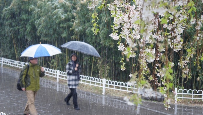 北京,4月飘雪,春暖花开,暴雪突袭