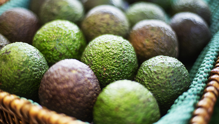 牛油果,Quarterra,火山土壤,贸易规模,全球需求,生产商,贸易政策,米却肯州,绿色黄金,纽约