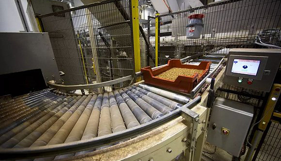 休伯特,,,黄粉虫幼虫,地球,insect,虫子,动物饲料,佳肴,宠物,人类