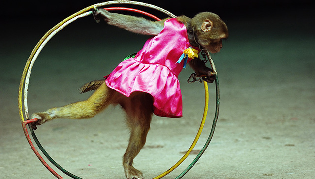 传统文化,马戏,马戏团,野生动物保护法